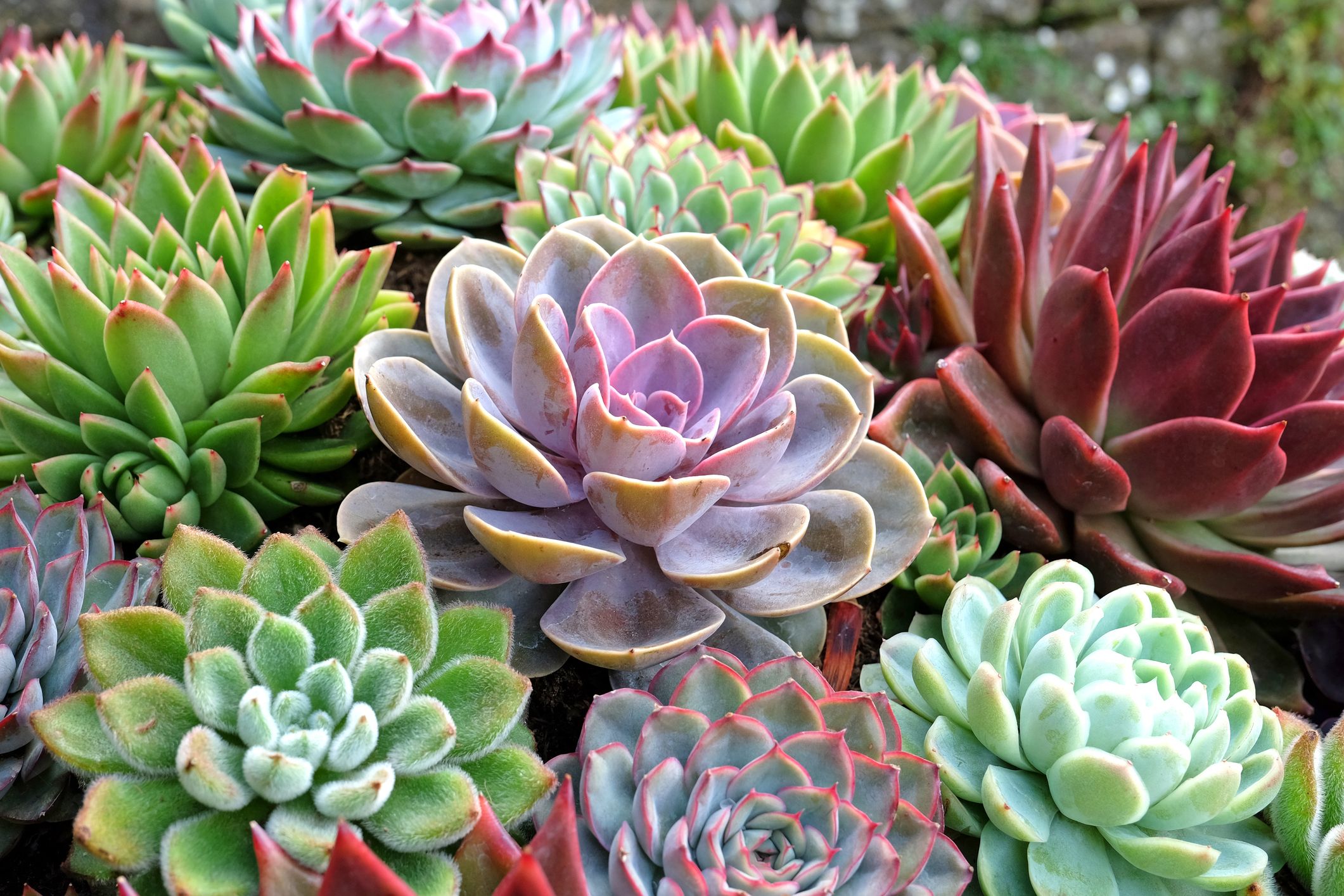 Succulent Sensations