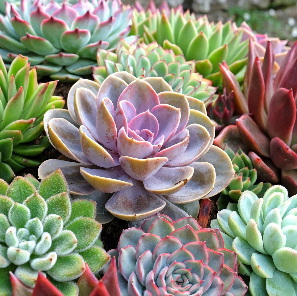 20 Types of Succulents for the Easiest Indoor Garden Ever