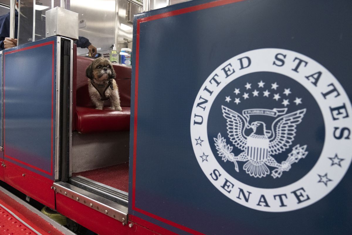 united states   march 9 a wet dog that just came in from the rain, is seen on the senate subway in russell building on wednesday, march 9, 2022 tom williamscq roll call