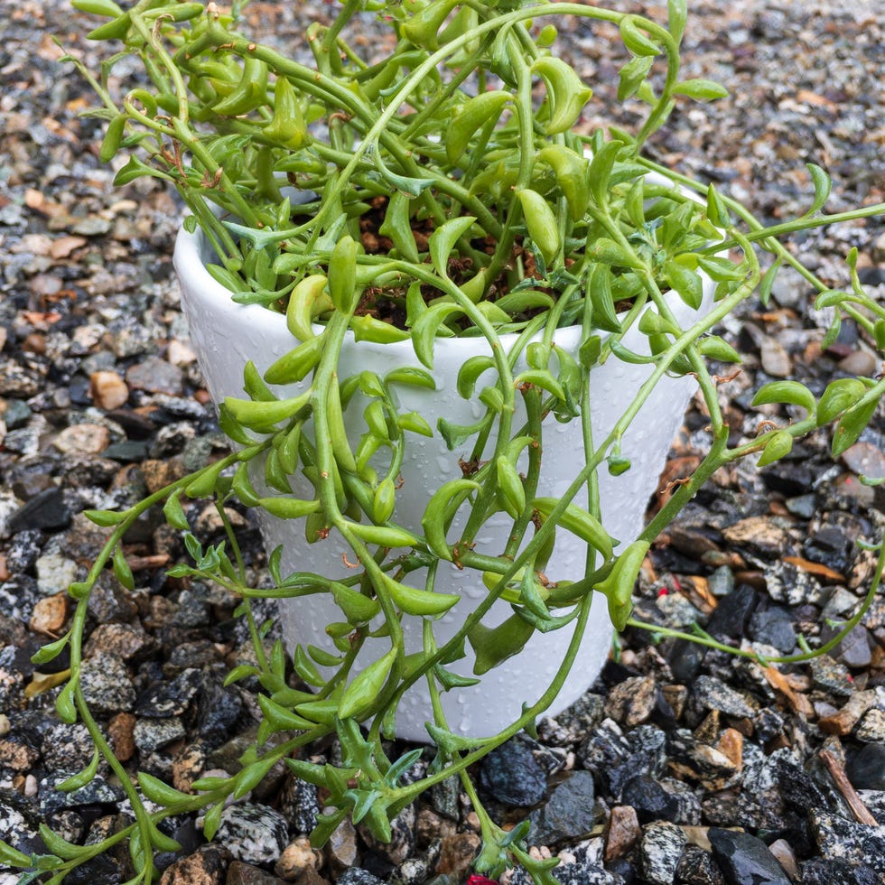 Senecio peregrinus string of dolphin or dolphin plant in white pot