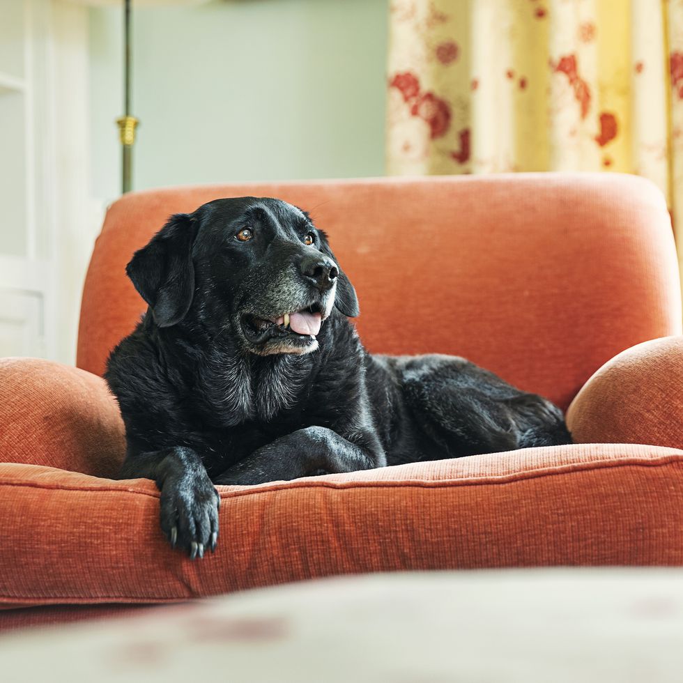senior black labrador relaxing on armchair