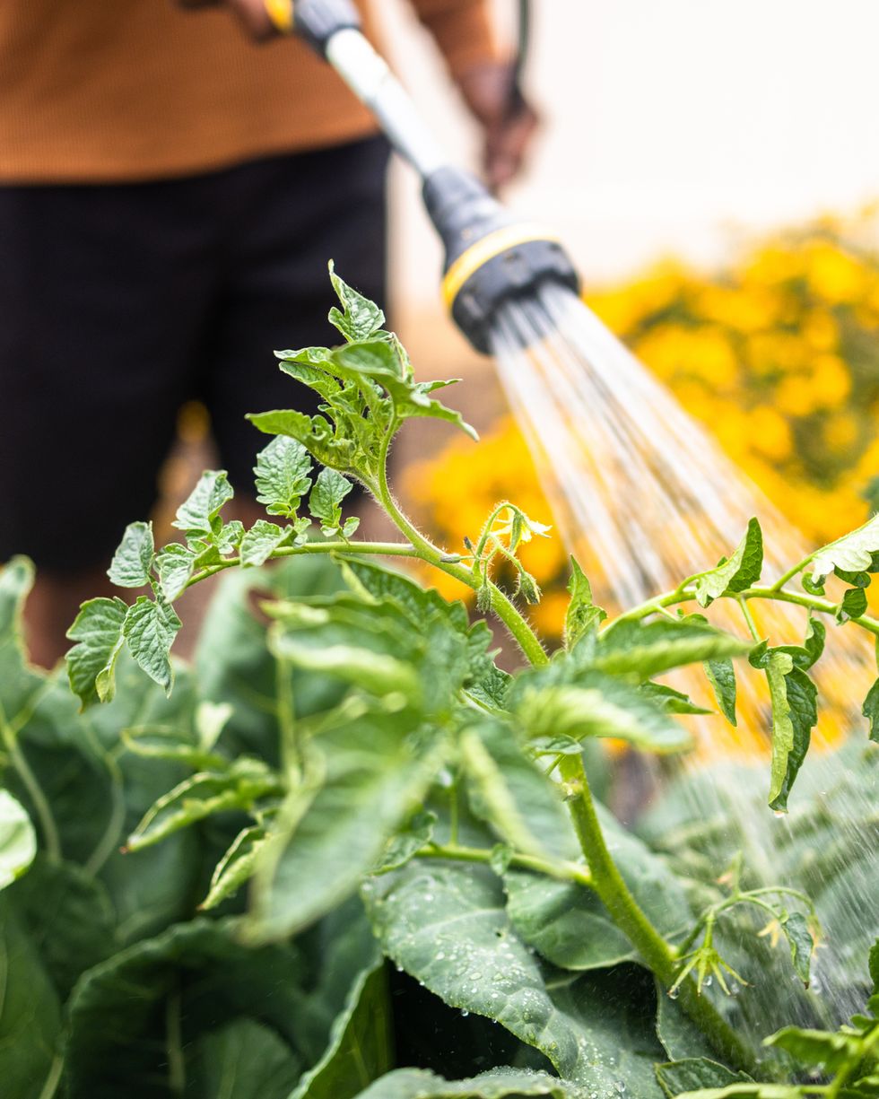 wildflower garden ideas limit pesticides