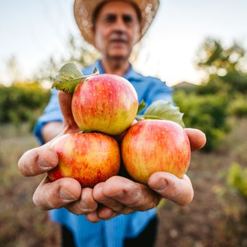 apple picking season