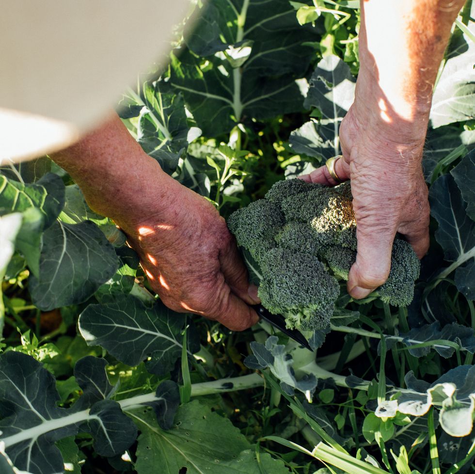 senior man harvesting broccoli