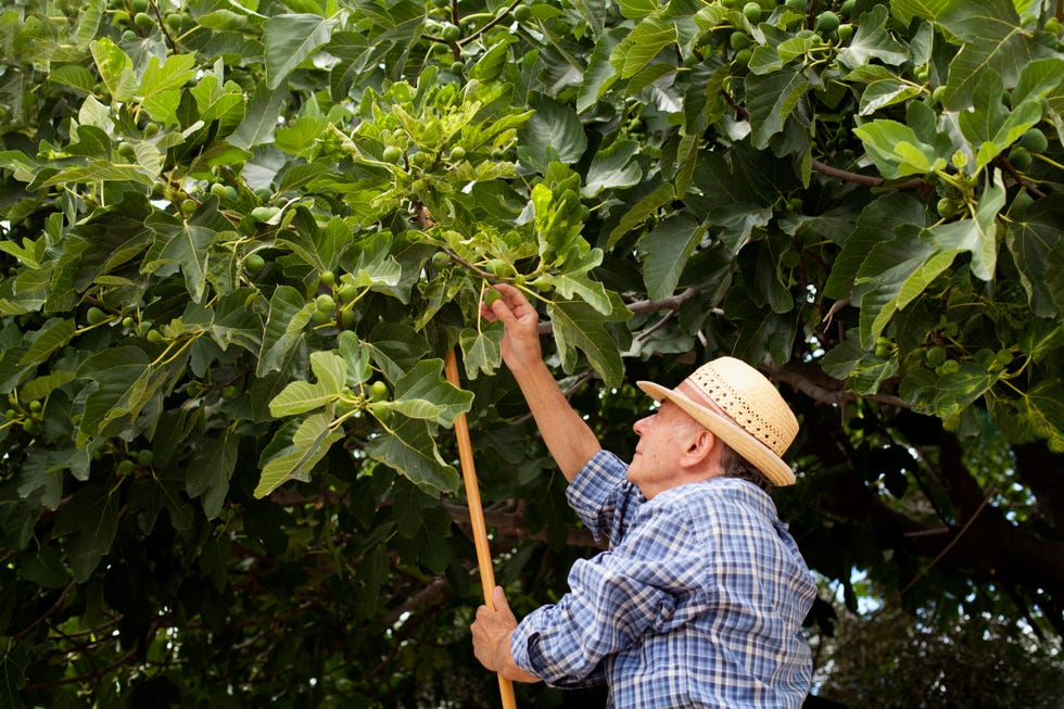 senior man trying to catch figs