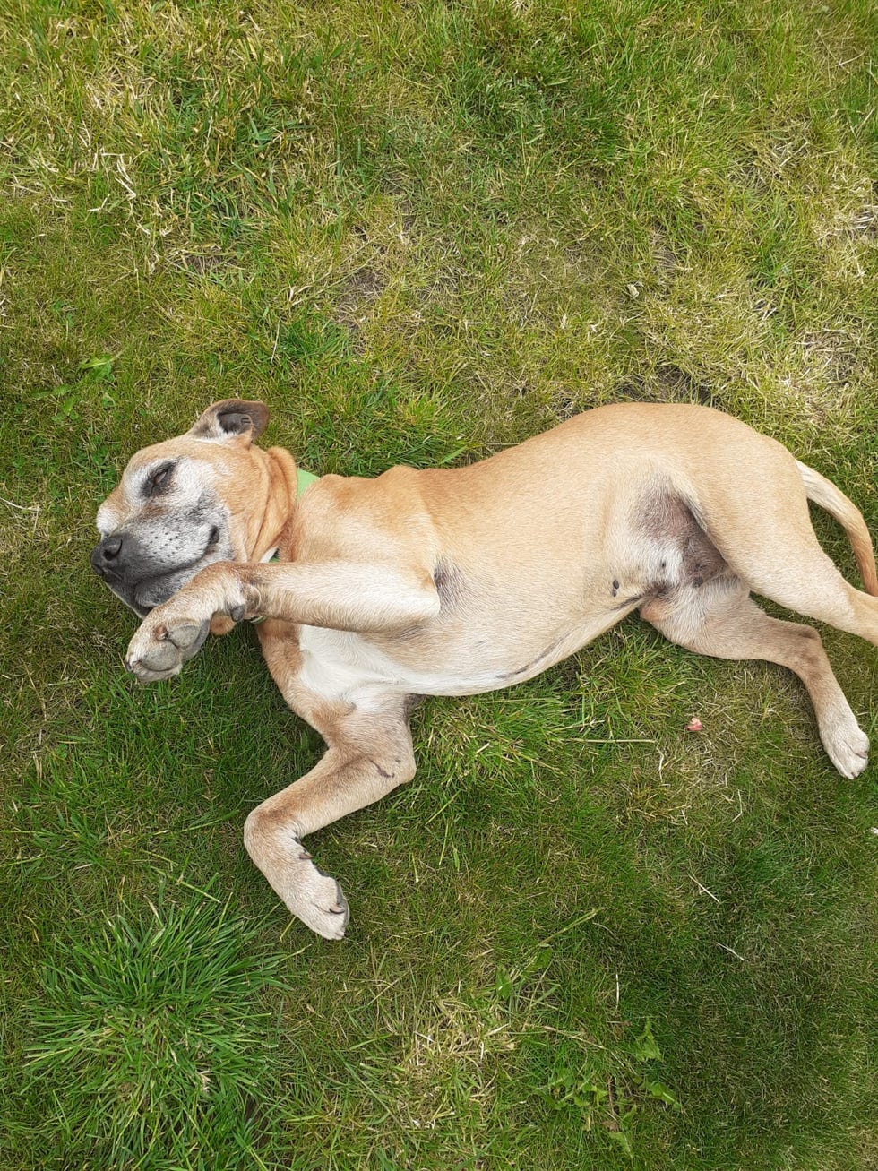 Smiley Staffie Who Loves Cuddles Needs New Home