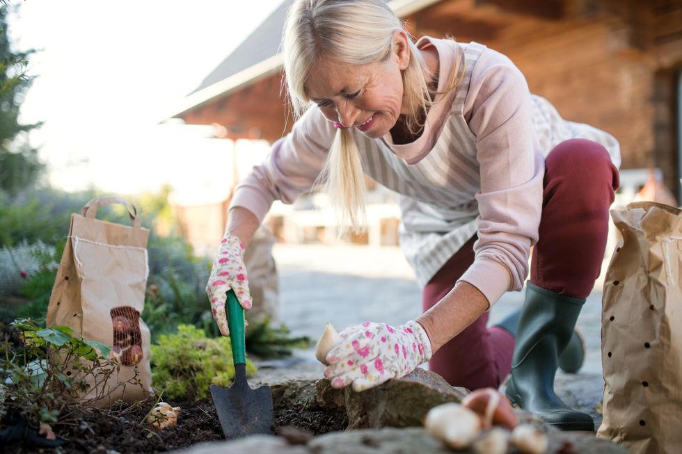 senior woman planting bulbs outdoors in autumn garden, gardening concept