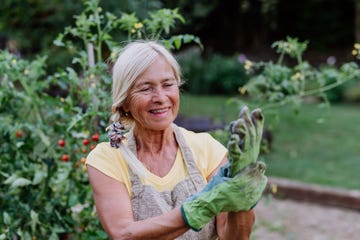 senior woman puts protective gloves for working in the garden around vegetables