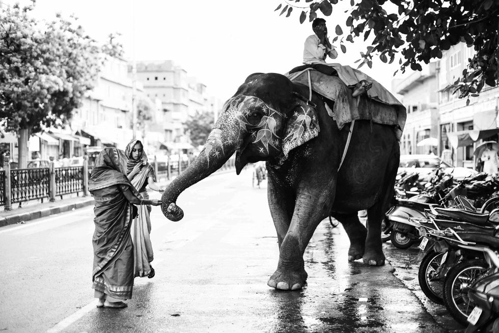 Elephant, Elephants and Mammoths, Indian elephant, Mode of transport, Black-and-white, Working animal, Snapshot, African elephant, Snout, Monochrome, 