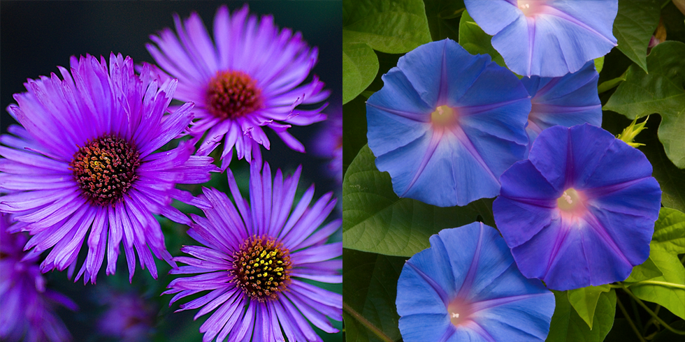 september aster and morning glory
