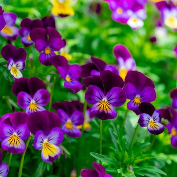 bright blossoming tricolor pansy garden