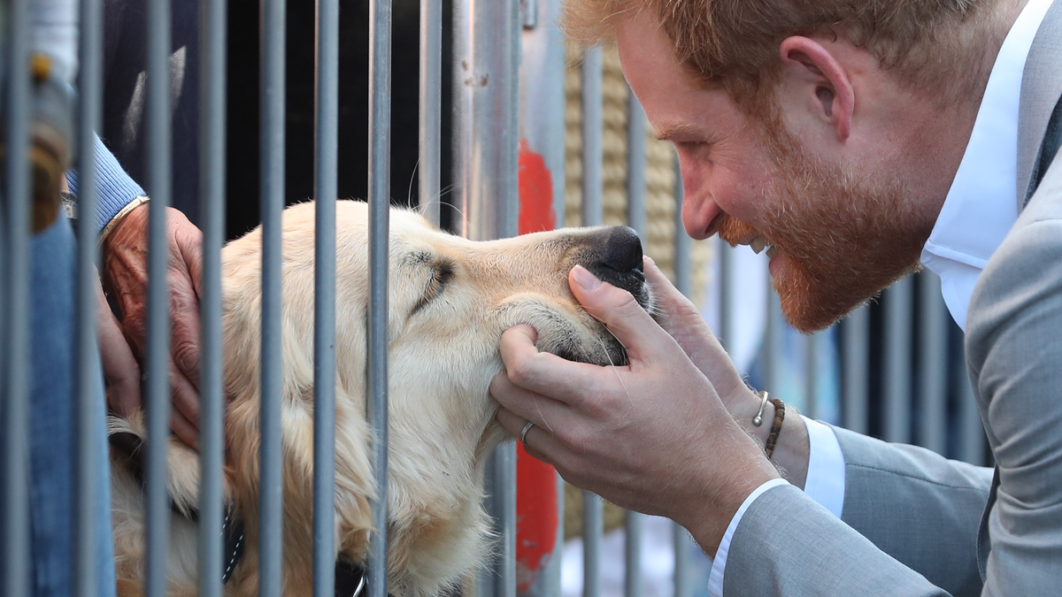 preview for All the times Prince Harry got excited over dogs