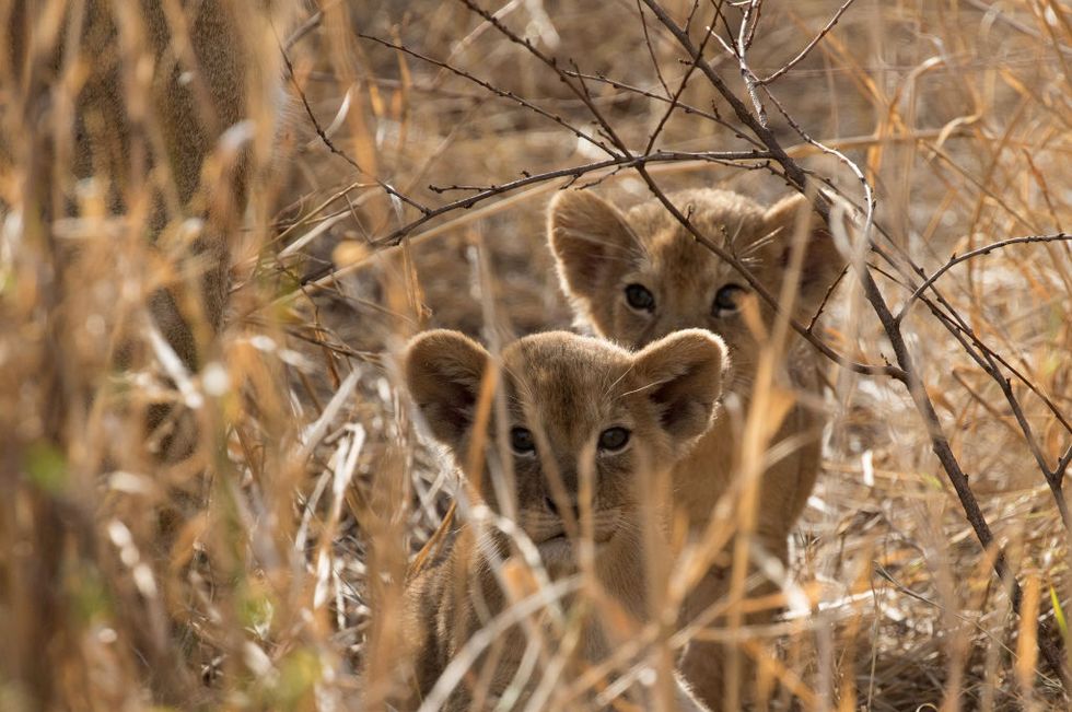 Serengeti National Park. Lion cubs (Panthera leo). Tanzania.
