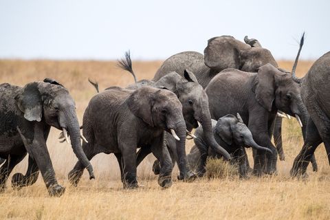 SERENGETI NATIONAL PARK TANZANIAHet Tanzaniaanse Serengeti National Park is waarschijnlijk het bijzonderste wildreservaat ter wereld maar het is in ieder geval een van de oudste ecosystemen op aarde Hier kun je leeuwen olifanten en giraffen tegenkomen maar de grootste attractie in het park is de jaarlijkse trek van meer dan een miljoen gnoes en 200000 zebras Bezoekers kunnen gebruikmaken van jeeps paarden huurvliegtuigjes of zelfs heteluchtballonnen
