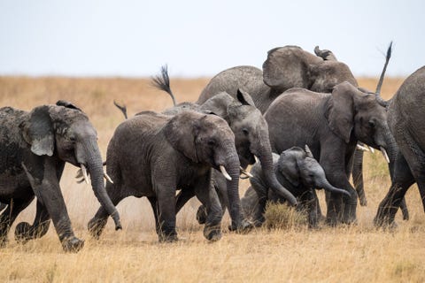 Serengeti National Park, Tanzania SERENGETI NATIONAL PARK TANZANIAHet Tanzaniaanse Serengeti National Park is waarschijnlijk het bijzonderste wildreservaat ter wereld maar het is in ieder geval een van de oudste ecosystemen op aarde Hier kun je leeuwen olifanten en giraffen tegenkomen maar de grootste attractie in het park is de jaarlijkse trek van meer dan een miljoen gnoes en 200000 zebras Bezoekers kunnen gebruikmaken van jeeps paarden huurvliegtuigjes of zelfs heteluchtballonnen