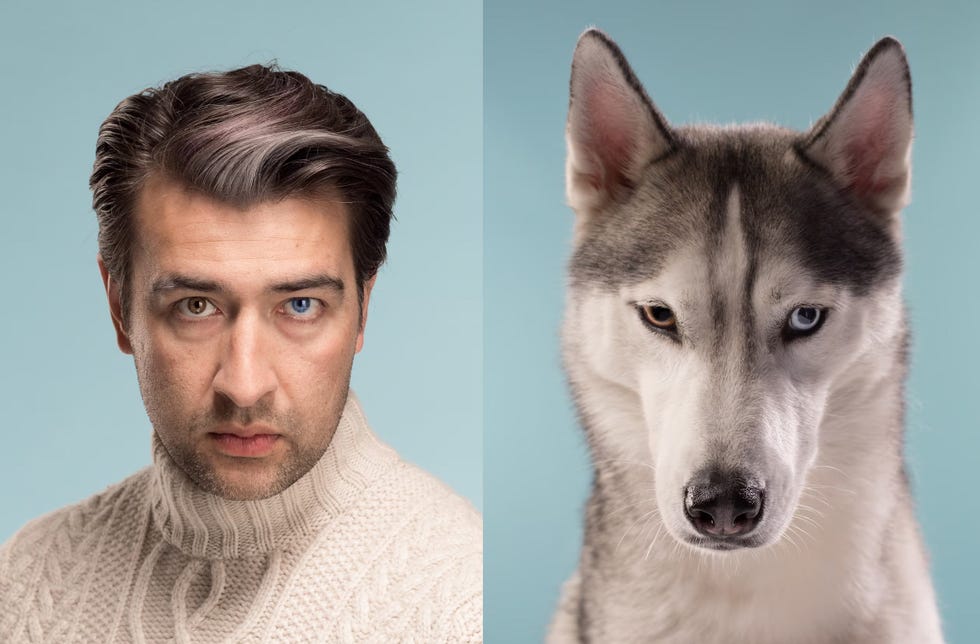 sergei en zijn siberische husky spike hebben allebei heterochromie een genetische aandoening waardoor hun ogen verschillende kleuren hebben