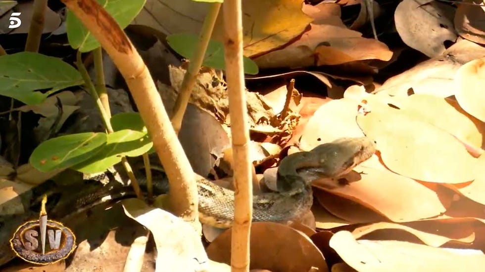 melyssa pinto serpiente