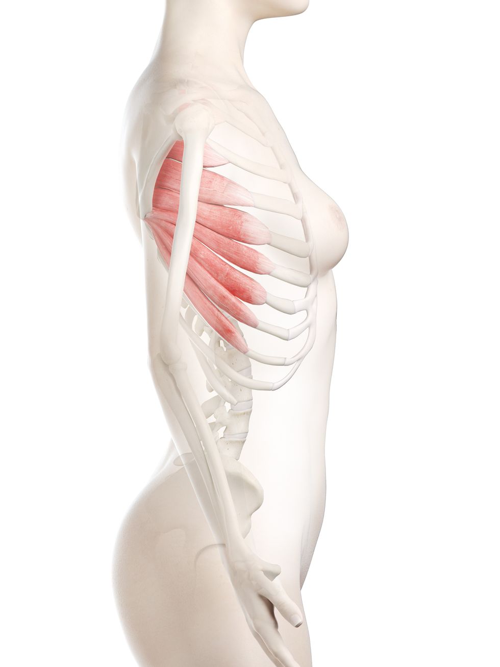 serratus anterior muscle, illustration