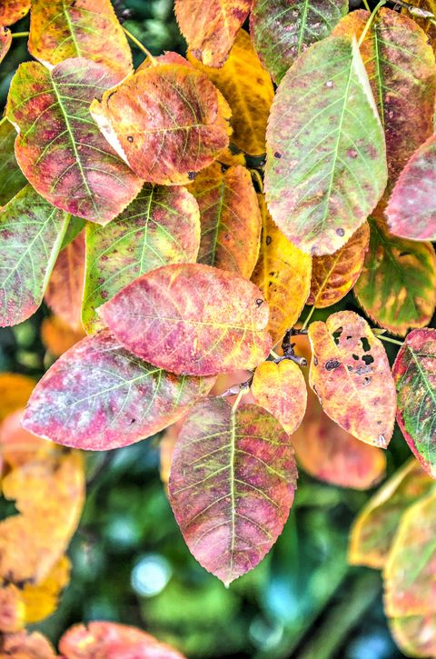 close up of the leaves of an amelanchier or shadbush in autumn in various shades of red, green and yellow
