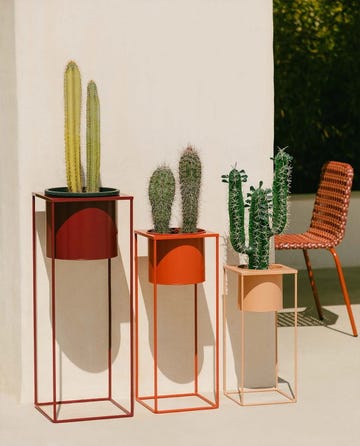 stylish display of potted cacti in modern planters against a wall