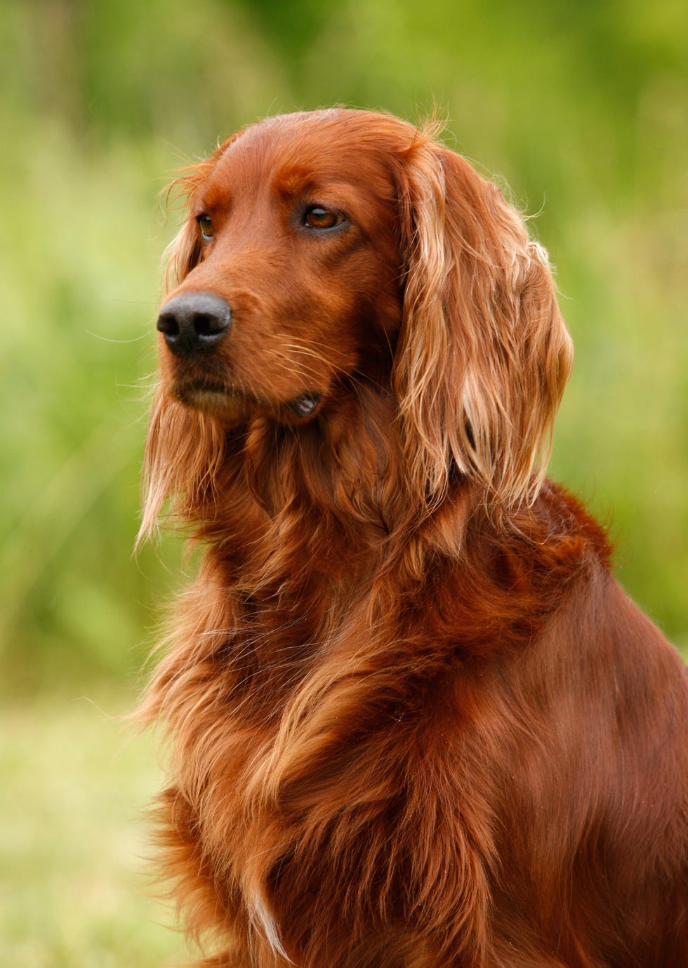 setter's portrait