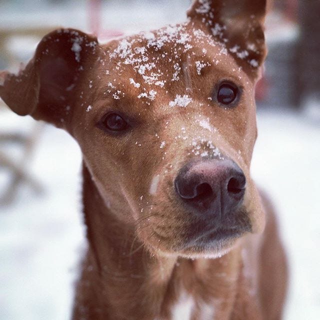 Dog, Mammal, Vertebrate, Canidae, Dog breed, Nose, Snout, Carnivore, Ear, Whiskers, 