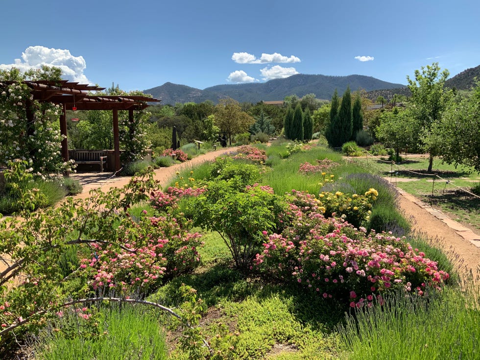 rose lavender walk sante fe botanic gardens