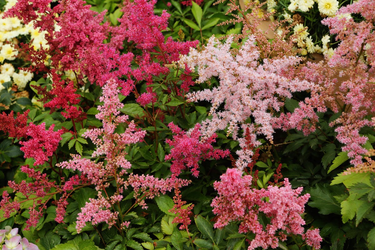 We found the best perennials for your garden’s shadiest spots
