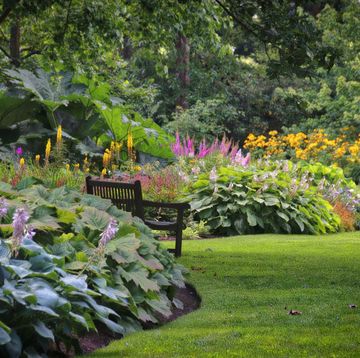 a curved garden border of hostas, a shade perennial, and other shade plants