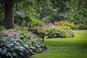 a curved garden border of hostas, a shade perennial, and other shade plants