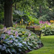 a curved garden border of hostas, a shade perennial, and other shade plants