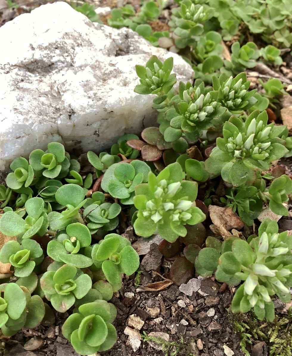 woodland stonecrop and white quartz rock in shade garden