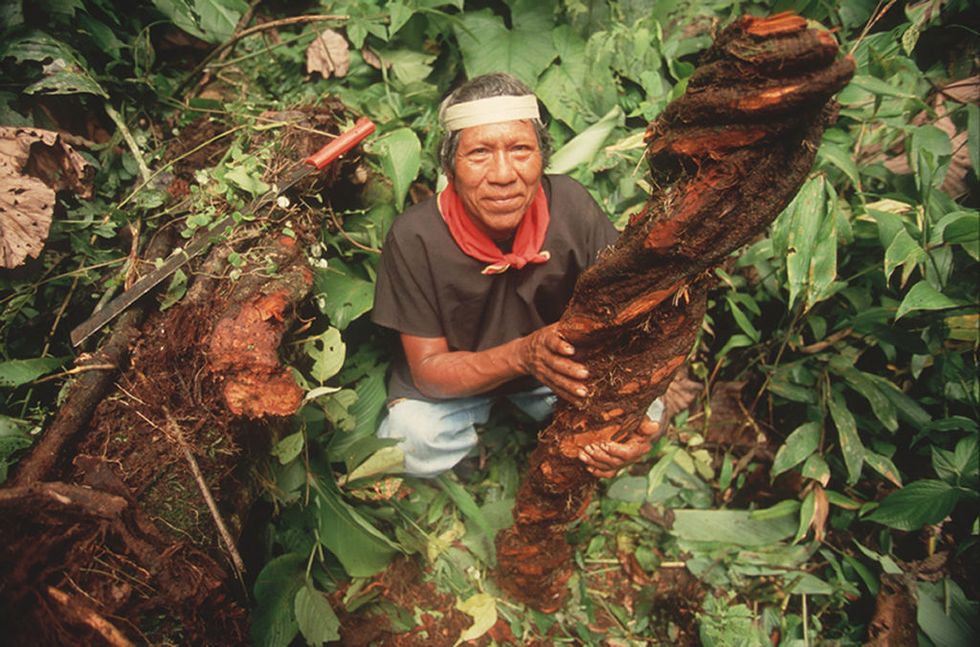 shaman prepares ayahuasca