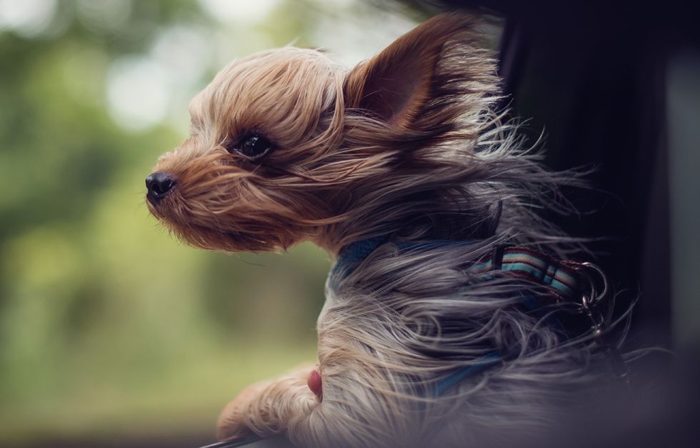 Dog, Mammal, Canidae, Dog breed, Yorkshire terrier, Puppy, Companion dog, Carnivore, Terrier, Small terrier, 