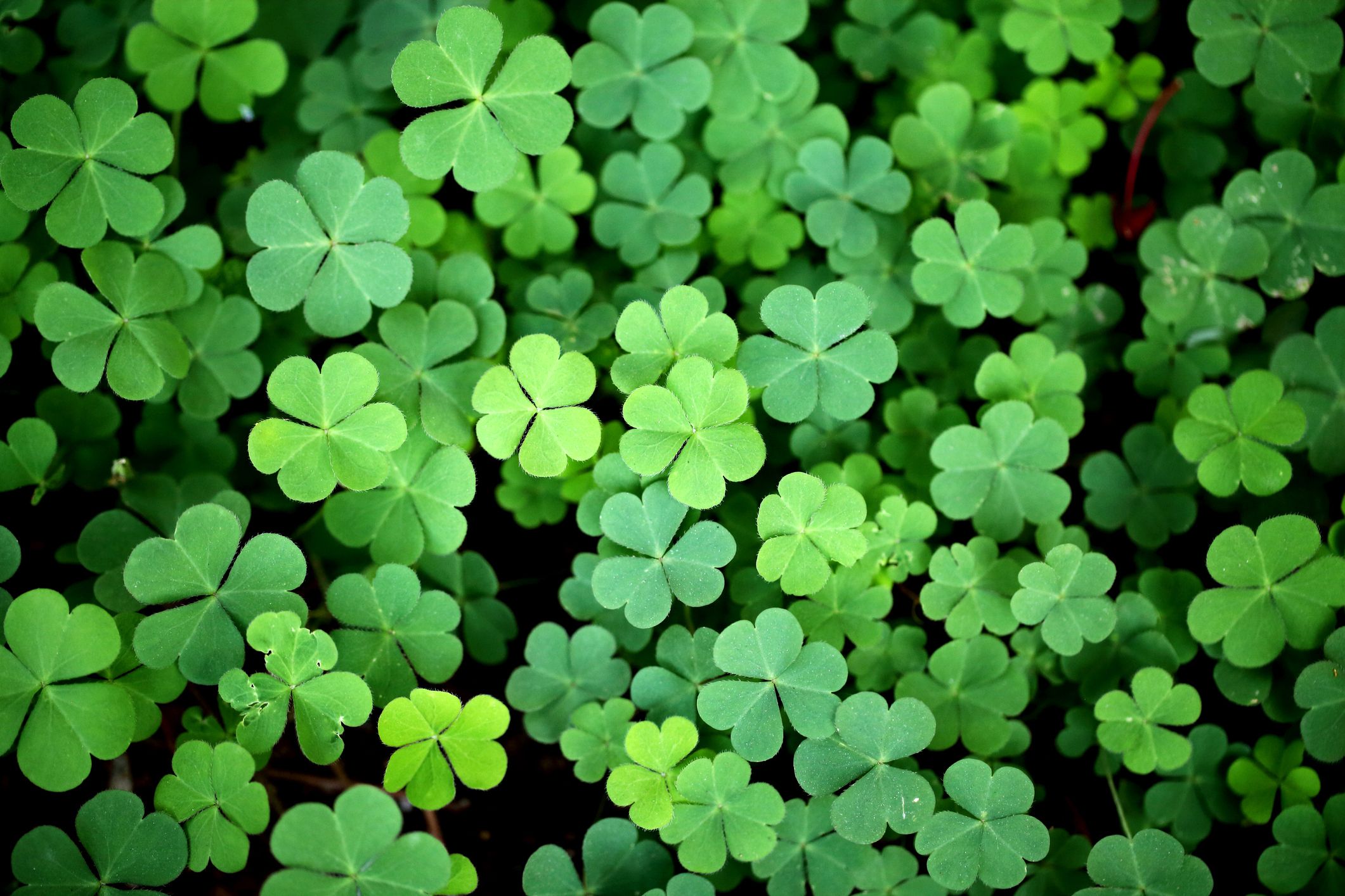 Image of Clovers