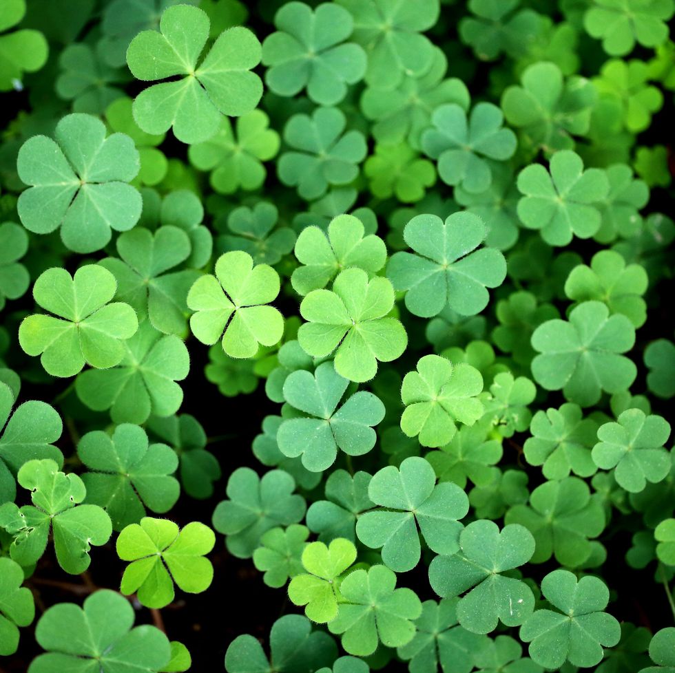 Gold 4 Leaf Clover, Saint Patrick's Day, For Yard Decor