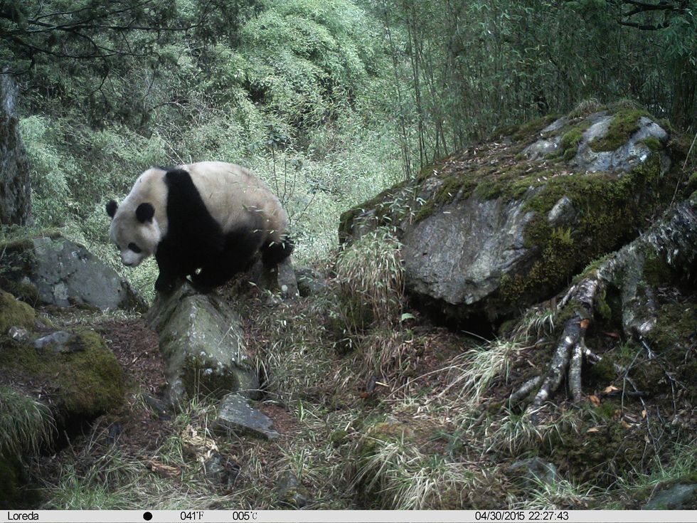 Een reuzenpanda loopt langs een infraroodcamera die door parkopzichters van het Natuurreservaat van de Guanbagemeenschap is geplaatst In dit gebied leven mr wilde pandas per vierkante kilometer dan waar dan ook in China