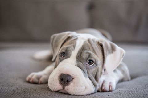 shar pei pitbull puppy laying on couch