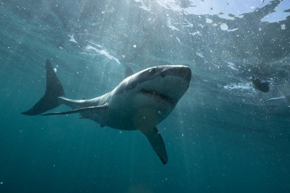 Shark Week Schedule 2023 How to Watch and Stream Without Cable