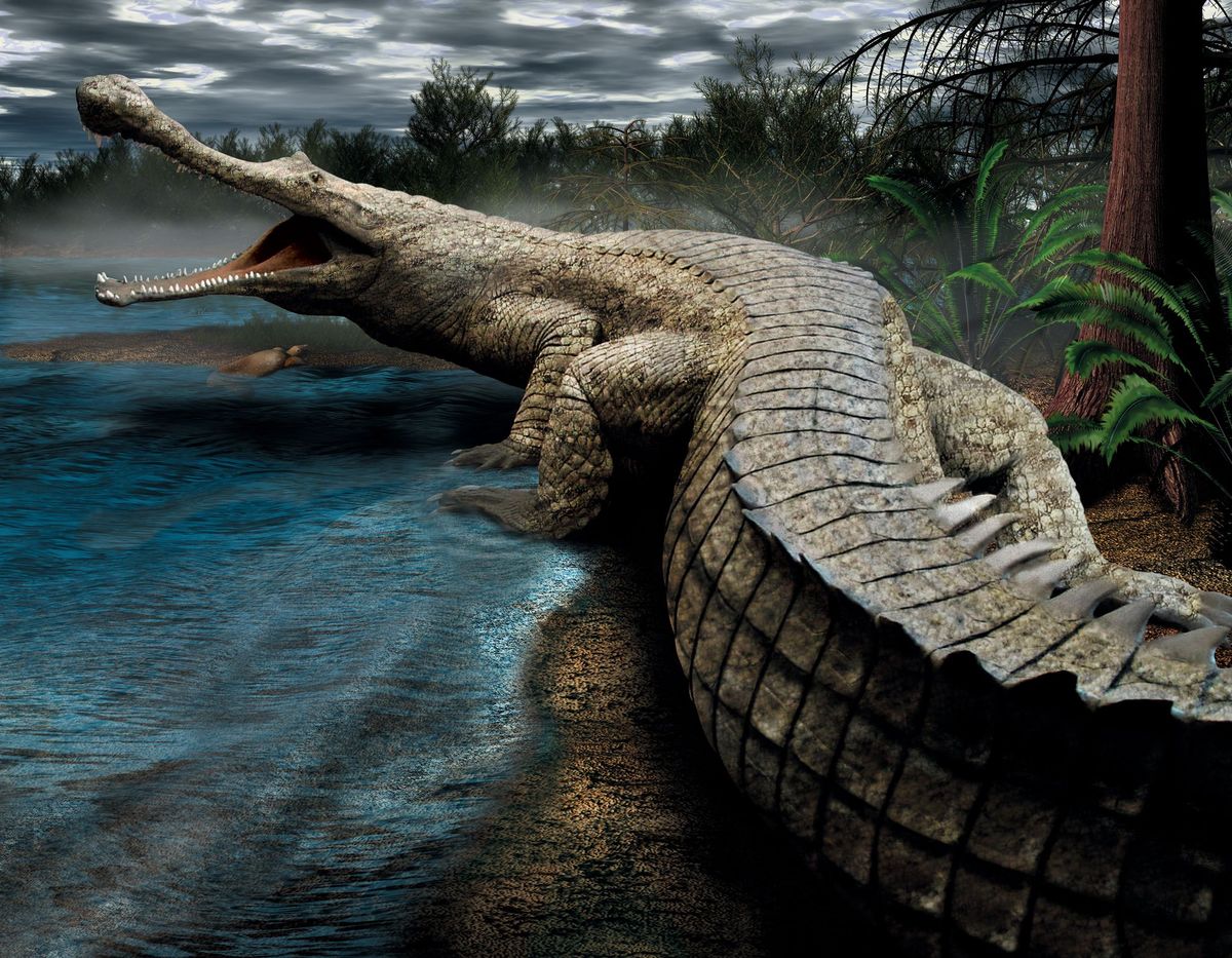 Sarcosuchus imperator ook wel SuperCroc genoemd leefde ten tijde van het Krijt Het dier woog ruim achtduizend kilo en was twaalf meter lang