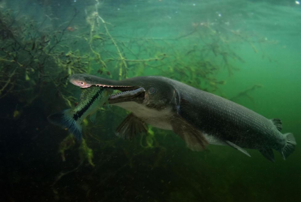 Deze alligatorsnoek doet zich tegoed aan een forelbaars De snoek behoort tot een van de grootste soorten zoetwatervissen in NoordAmerika