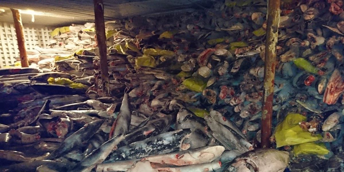 Het is in het hele zeereservaat verboden om haaien te vangen of te vervoeren Het schip is in beslag genomen en de twintig Chinese bemanningsleden zijn gearresteerd
