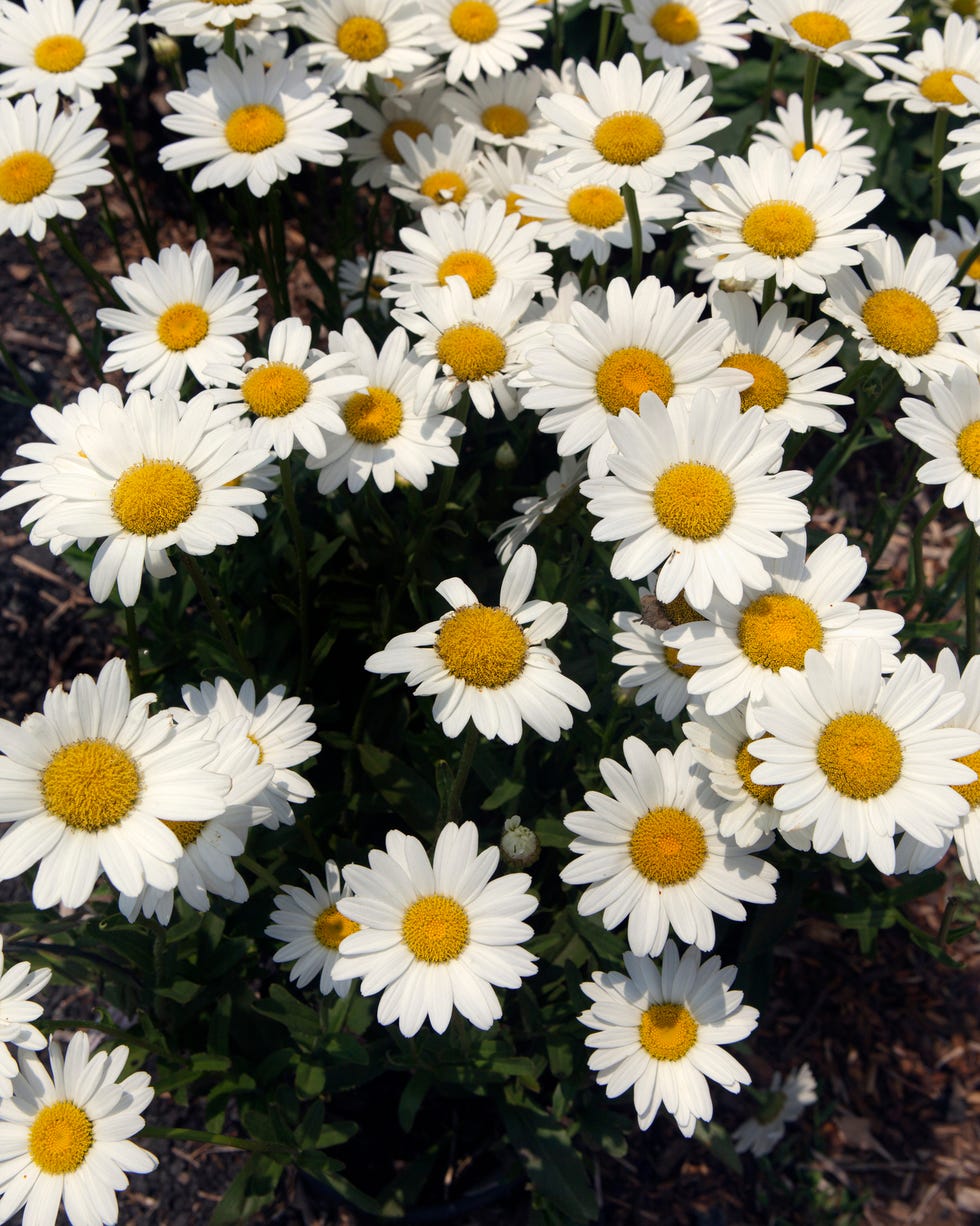 shasta daisies