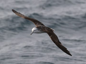 een vliegende gestreepte pijlstormvogel