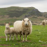 a ewe and lamb stood in front of hills on the edge of the rhinogs at llandecwyn a rugged landscape in north wales