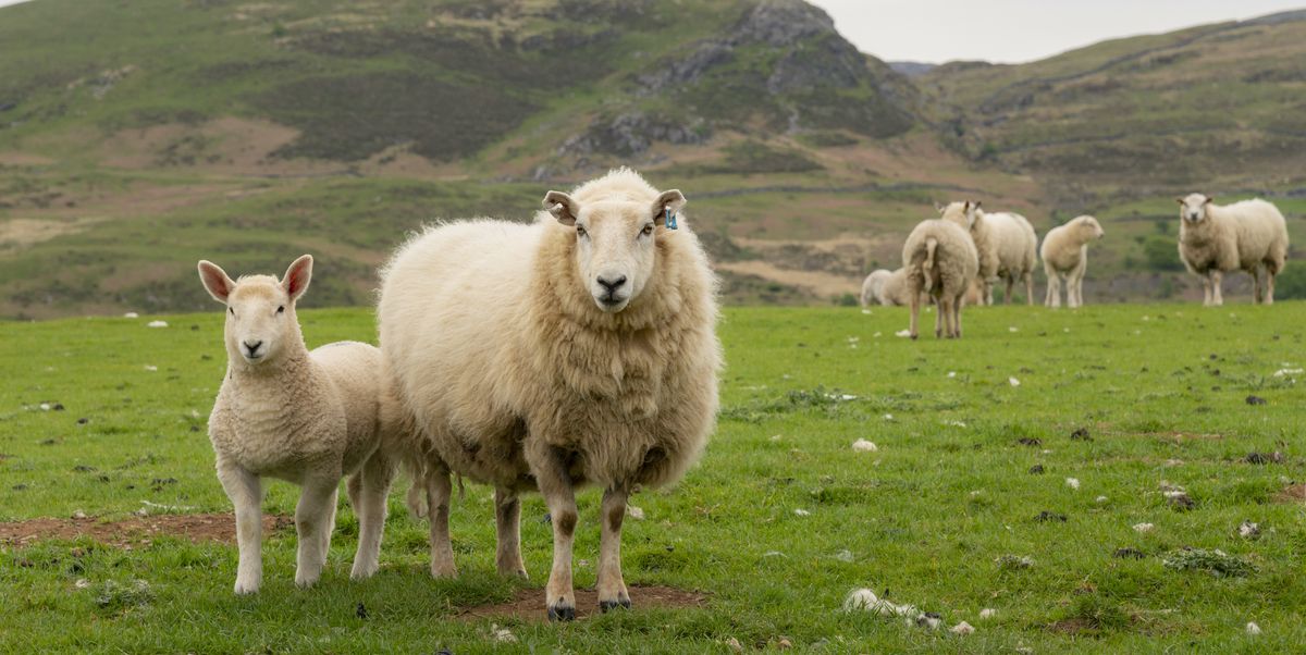a ewe and lamb stood in front of hills on the edge of the rhinogs at llandecwyn a rugged landscape in north wales