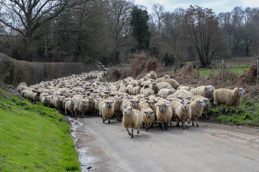 Flock of sheep being herded along Sussex country road