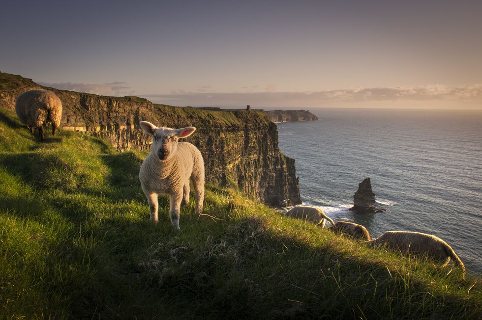 sheep on cliffs of moher, liscannor, ireland