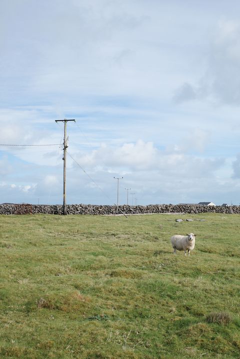 Pasture, Sky, Grassland, Natural environment, Field, Cloud, Grass, Rural area, Farm, Sheep, 
