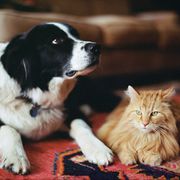 sheepdog and long haired tabby on rug
